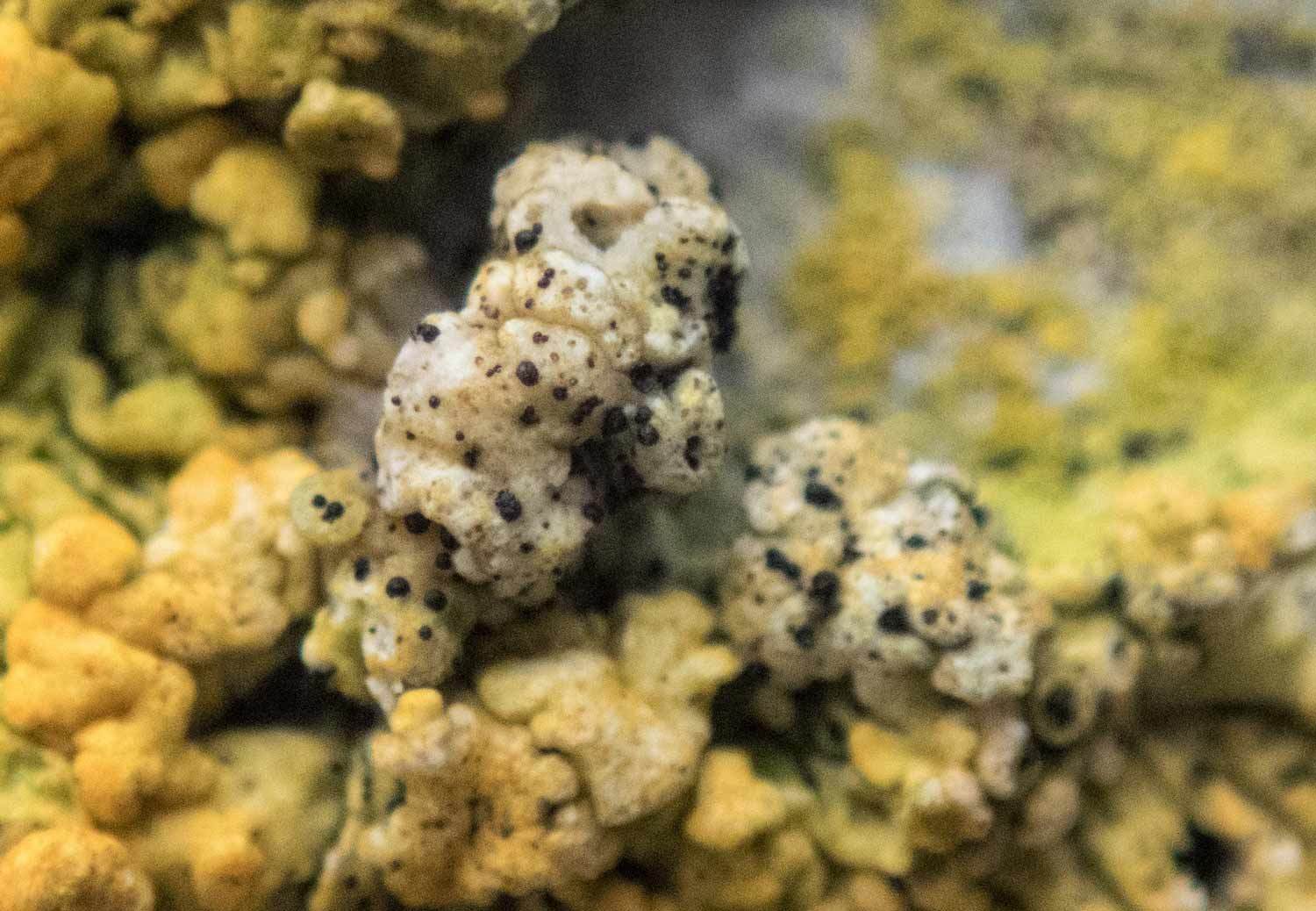 Представитель Семейства Xanthopyreniaceae
